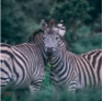 Two zebras facing each other with necks touching.